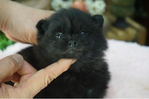 成約済の京都府のポメラニアン-67405の1枚目