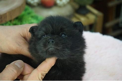 成約済の京都府のポメラニアン-67405の3枚目