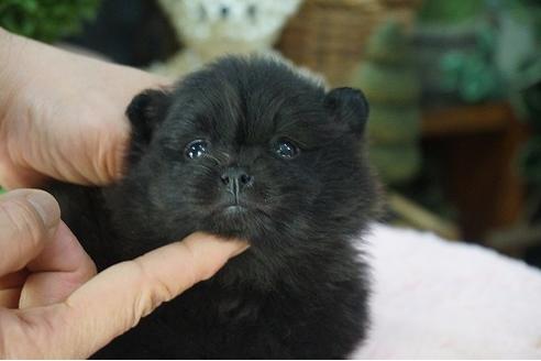 成約済の京都府のポメラニアン-67405の2枚目