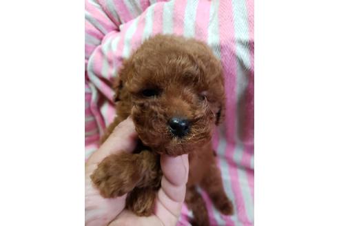 成約済の愛知県のトイプードル-66937の1枚目