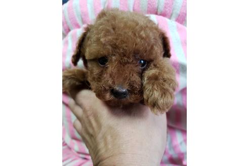 成約済の愛知県のトイプードル-66936の1枚目