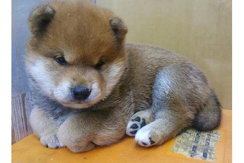 成約済の大阪府の柴犬-67434の2枚目
