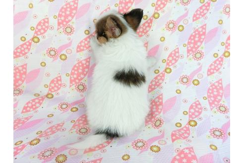 成約済の千葉県のパピヨン-66720の2枚目