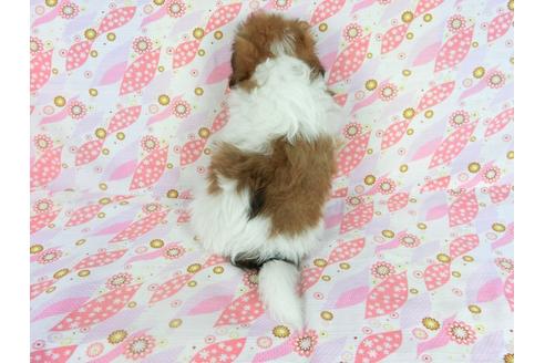 成約済の千葉県のパピヨン-66717の2枚目