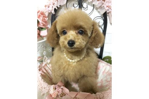 成約済の岡山県のトイプードル-67183の5枚目