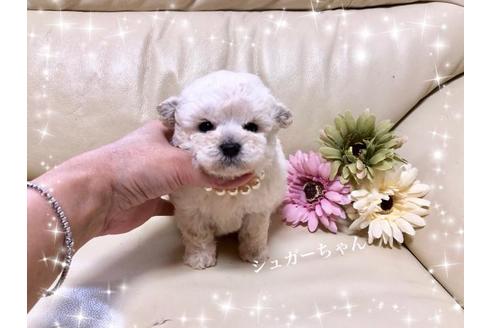 成約済の大阪府のトイプードル-65381の4枚目