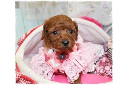 成約済の岡山県のトイプードル-67512の6枚目