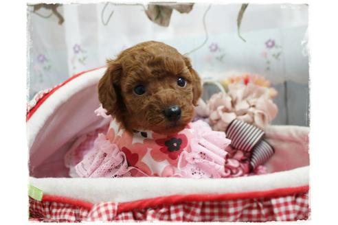 成約済の岡山県のトイプードル-67512の5枚目