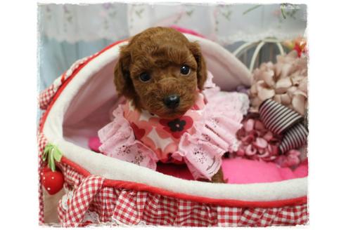 成約済の岡山県のトイプードル-67512の4枚目