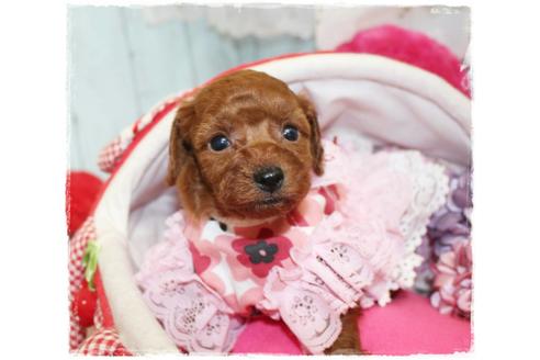 成約済の岡山県のトイプードル-67512の1枚目