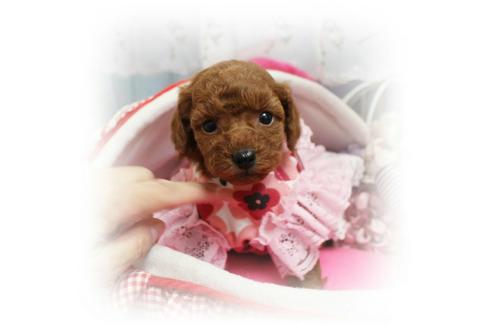 成約済の岡山県のトイプードル-67512の2枚目