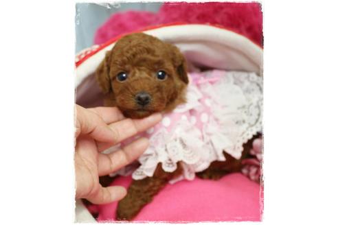 成約済の岡山県のトイプードル-67513の4枚目