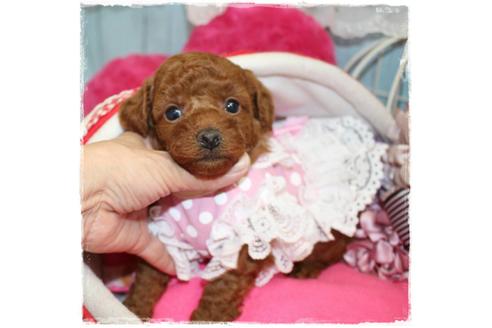 成約済の岡山県のトイプードル-67513の3枚目