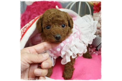 成約済の岡山県のトイプードル-67513の1枚目