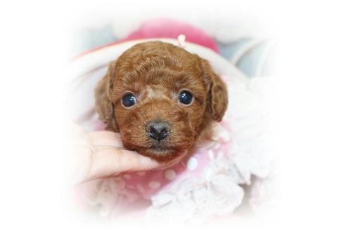 成約済の岡山県のトイプードル-67513の2枚目