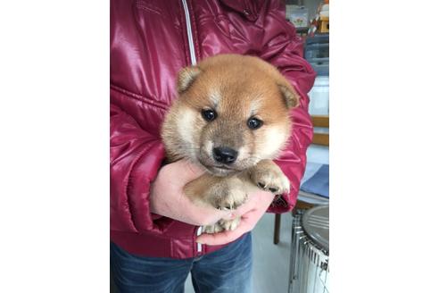 成約済の広島県の柴犬-67533