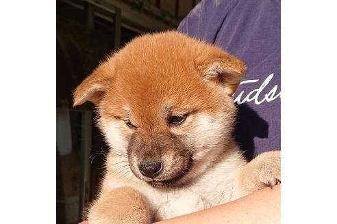 成約済の宮崎県の柴犬-66023の2枚目