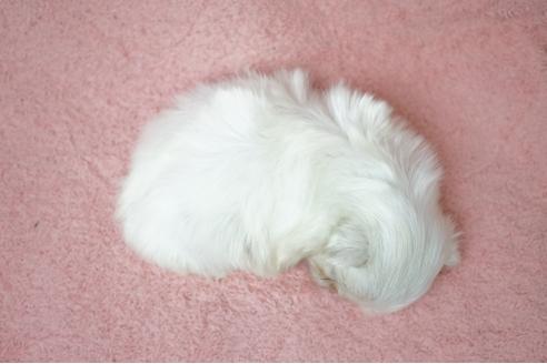 成約済の奈良県のマルチーズ-67550の2枚目