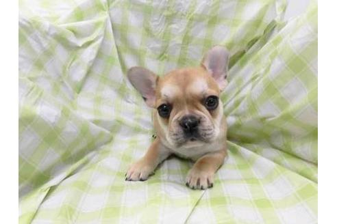 成約済の福岡県のフレンチブルドッグ-67592
