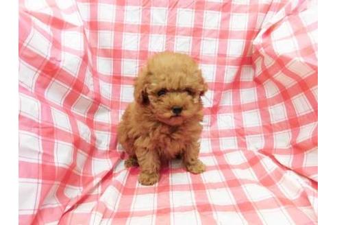 成約済の福岡県のトイプードル-67593の1枚目