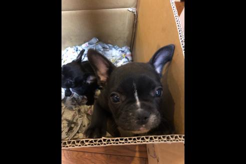 成約済の愛知県のフレンチブルドッグ-64547の2枚目