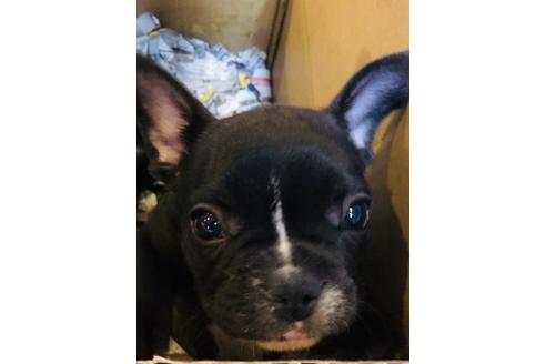 成約済の愛知県のフレンチブルドッグ-64547の1枚目