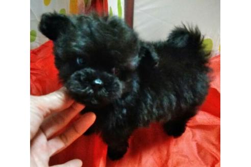 成約済の岐阜県のミックス犬-67621の1枚目