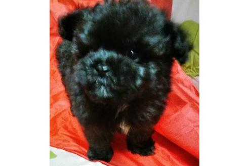成約済の岐阜県のミックス犬-67621の3枚目