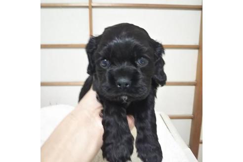 子犬