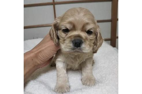 子犬