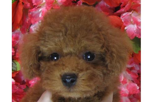 成約済の茨城県のトイプードル-67659の3枚目