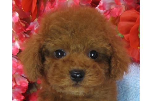 成約済の茨城県のトイプードル-67659の2枚目