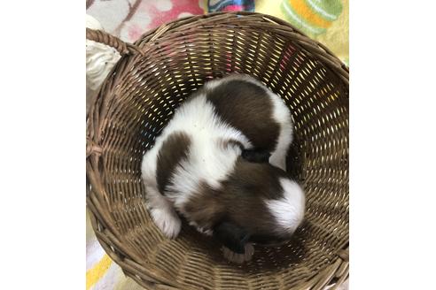 成約済の愛媛県のシーズー-67668の2枚目