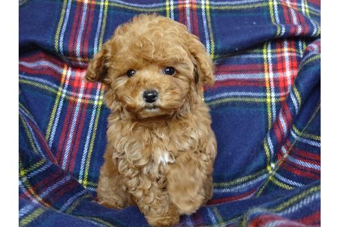 成約済の宮城県のトイプードル-67671の2枚目