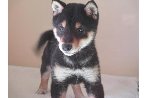 成約済の岡山県の柴犬-63676の1枚目