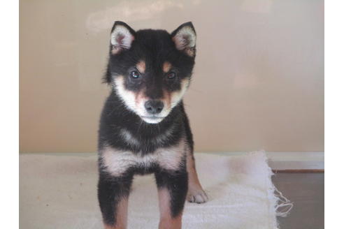 成約済の岡山県の柴犬-63676の2枚目