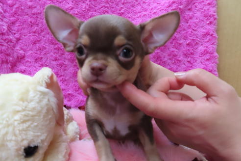 成約済の京都府のチワワ(スムースコート)-67691の6枚目