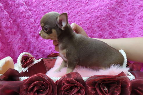 成約済の京都府のチワワ(スムースコート)-67691の5枚目