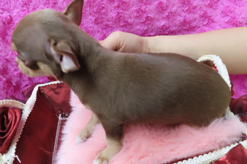 成約済の京都府のチワワ(スムースコート)-67691の4枚目