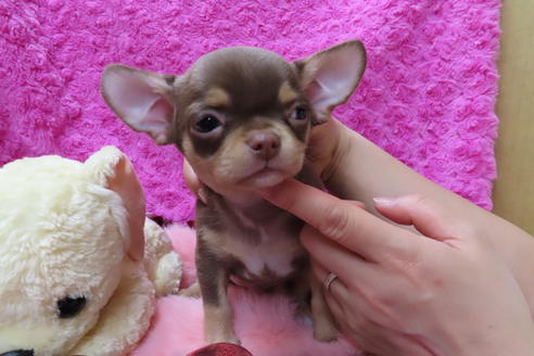 成約済の京都府のチワワ(スムースコート)-67691の3枚目