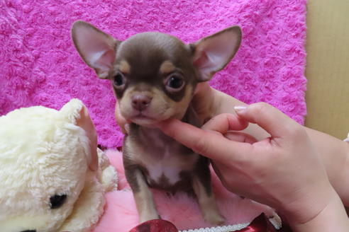 成約済の京都府のチワワ(スムースコート)-67691の2枚目