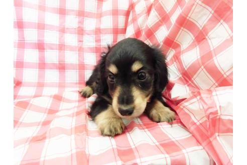 成約済の福岡県のミニチュアダックスフンド(ロングヘアード)-67697の1枚目