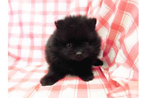 成約済の福岡県のポメラニアン-67698の1枚目