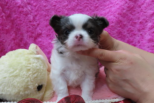 成約済の京都府のチワワ(ロングコート)-67705の1枚目