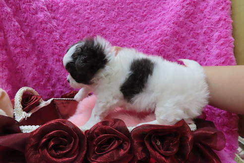 成約済の京都府のチワワ(ロングコート)-67705の4枚目