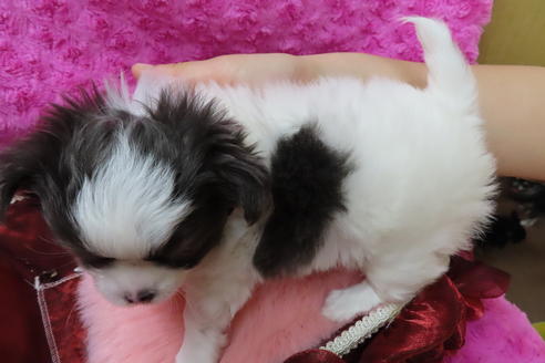 成約済の京都府のチワワ(ロングコート)-67705の3枚目