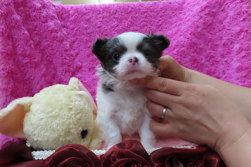 成約済の京都府のチワワ(ロングコート)-67705の2枚目