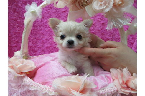 成約済の京都府のチワワ(ロングコート)-67706