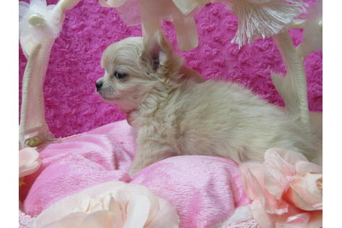 成約済の京都府のチワワ(ロングコート)-67706の4枚目