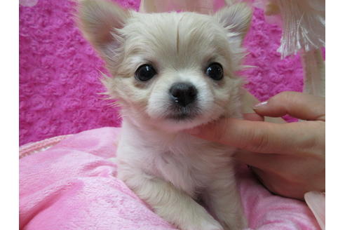 成約済の京都府のチワワ(ロングコート)-67706の2枚目